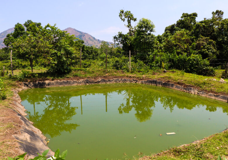 A fish pond where Tilapia is being grown, in Haut Limbe, Haiti.