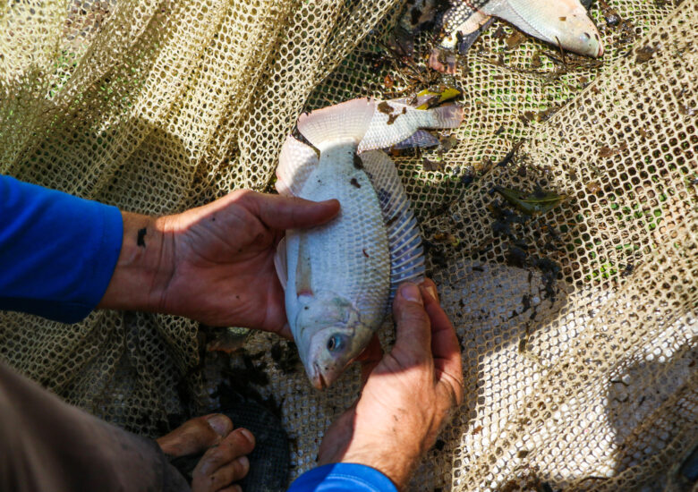 A Tilapia fish grown in one of the fish farms in Haut Limbe, Haiti.