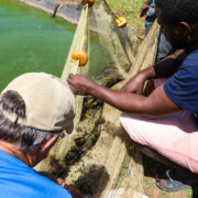 Fish Farming Project in Haiti